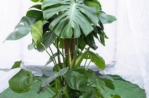 Monstera grande